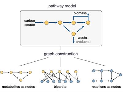 Opportunities at the Interface of Network Science and Metabolic Modeling